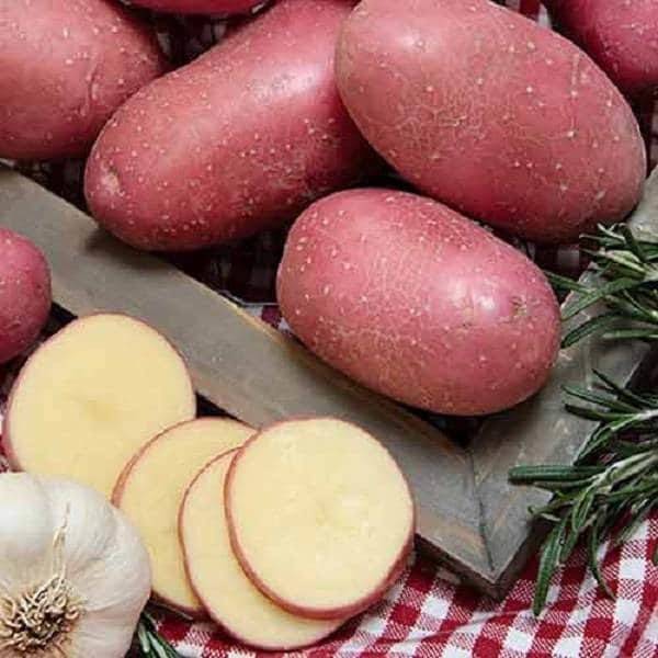 Картофель хозяюшка – описание сорта, фото, отзывы