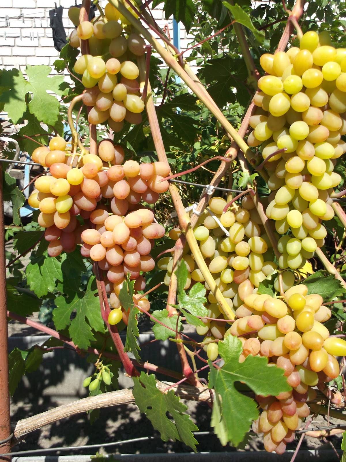 Виноград румба: описание сорта, выращивание