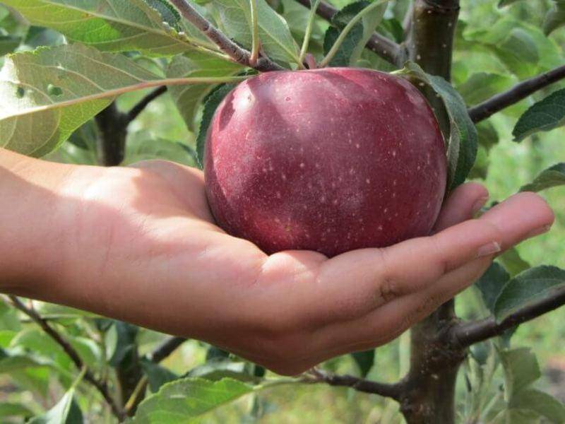 Лобо яблоня: описание яблони и сорта яблок, характеристика, отзывы, устойчивость, внешний вид саженца, фото. яблоня лобо: на какой год плодоносит, какой цвет коры, как опыляется?