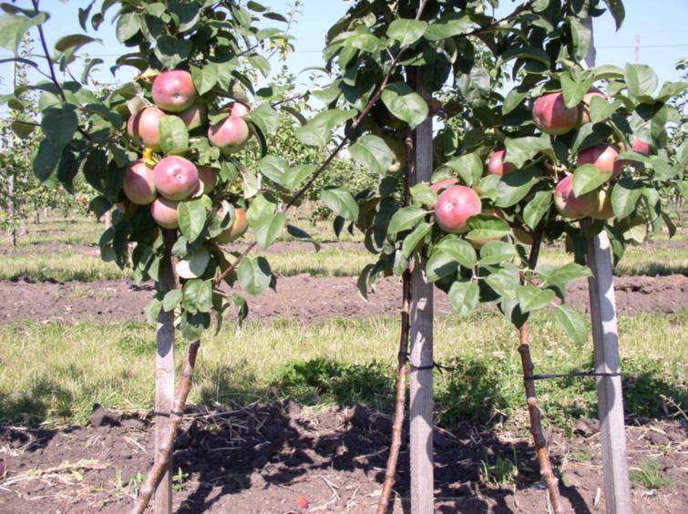 Карликовая яблоня: сорта, особенности посадки и ухода - homeli.ru