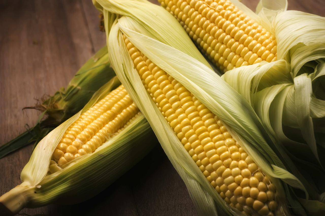 Посадка кукурузы: срок посадки, лучшие сорта, как подготовить и сохранить семена, способы и схема посадки, дальнейший уход