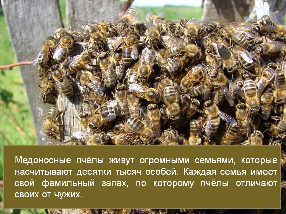 Среднерусская пчела: вид и характеристики, преимущества и особенности