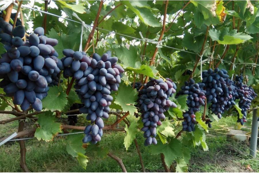 Идеальный выбор для молодых садоводов — виноград памяти негруля