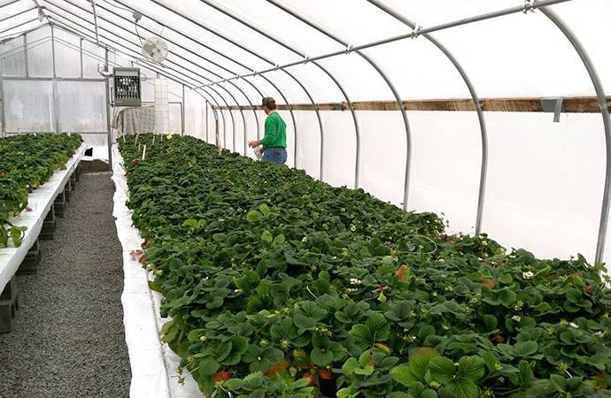 Выращивание клубники в теплице круглый год: как выращивать, технология изготовления своими руками