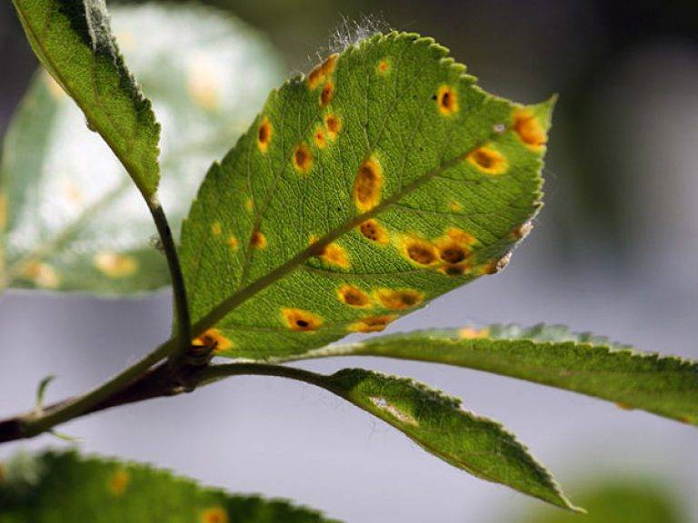 Болезни груши: оранжевые пятна на листьях и наросты, бурые и рыжие точки