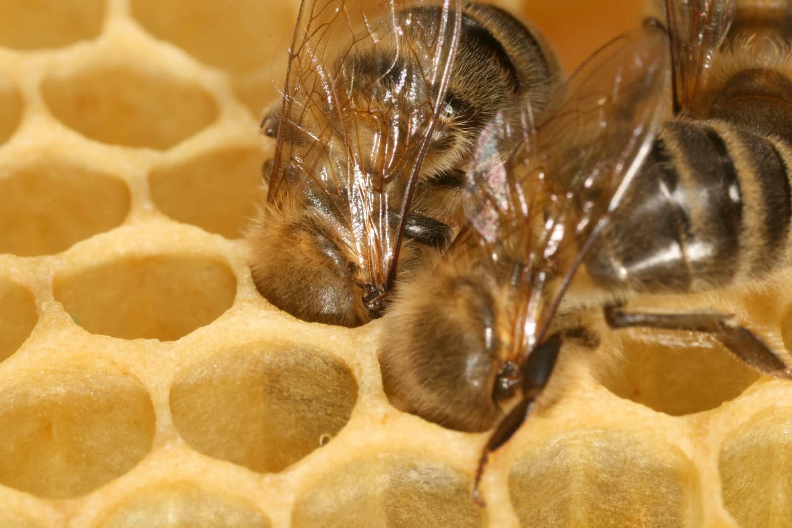 Гудящие пчелы, ульи и соты: для minecraft вышло «медовое» обновление