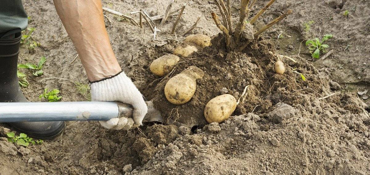 Когда и как правильно копать картошку? сроки, инструмент, советы. фото