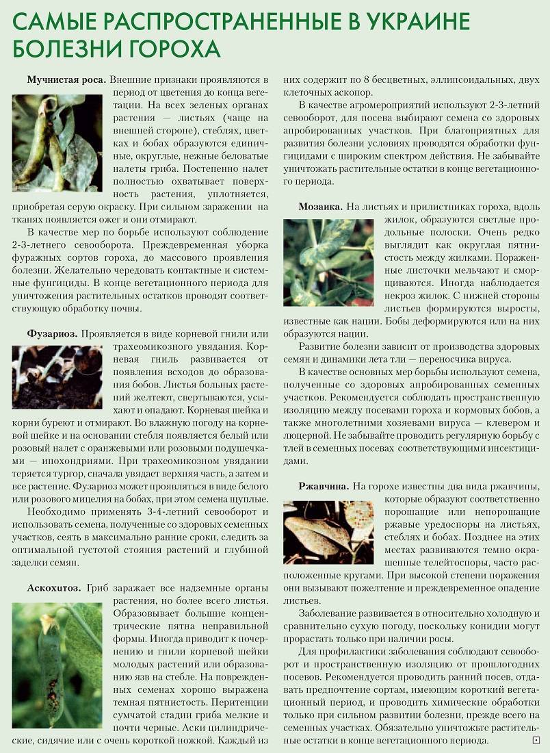 Вредители и болезни гороха и других бобовых культур | cельхозпортал