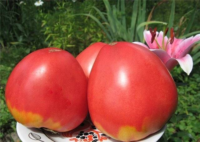 Преимущества и секреты выращивания среднеспелого, устойчивого к болезням и вредителям томата «корнеевский»