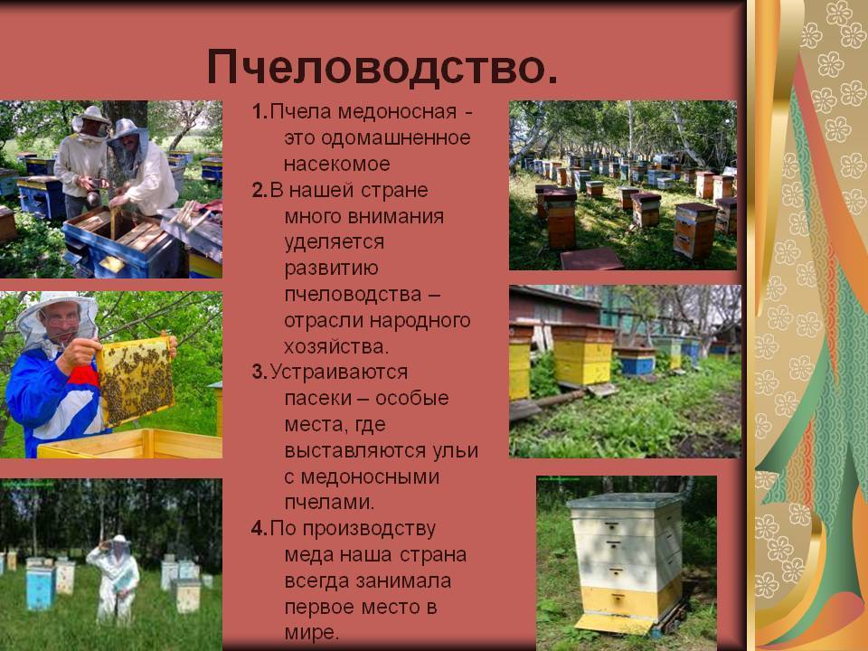 Развитие пчеловодства в белоруссии, бортничество и всё о его истории