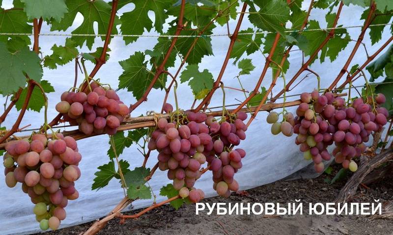 Виноград рубиновый юбилей описание сорта, фото, уход и выращивание