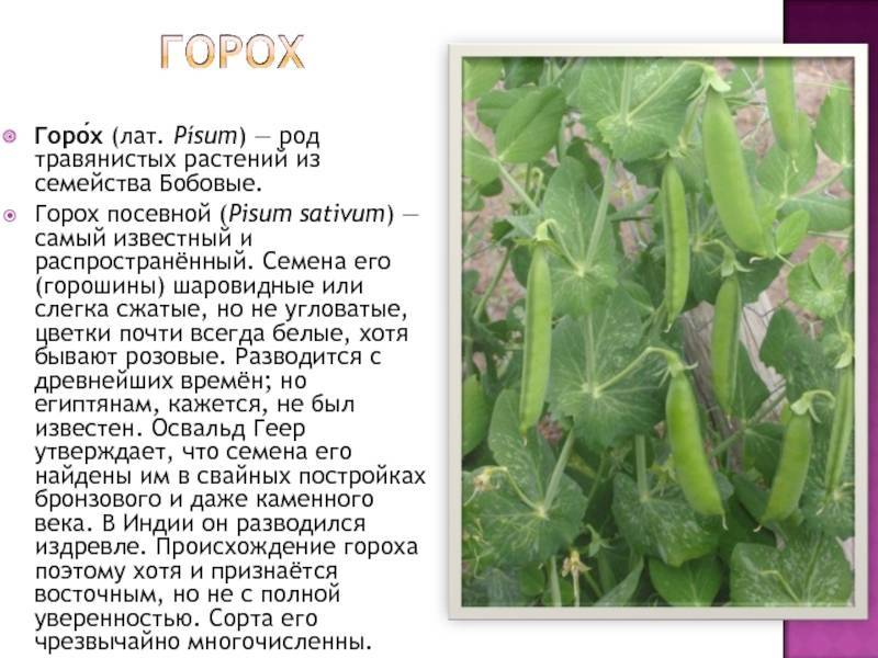 ᐉ горох посевной: описание, сорта, фото, выращивание, сбор и хранение - zookovcheg.ru
