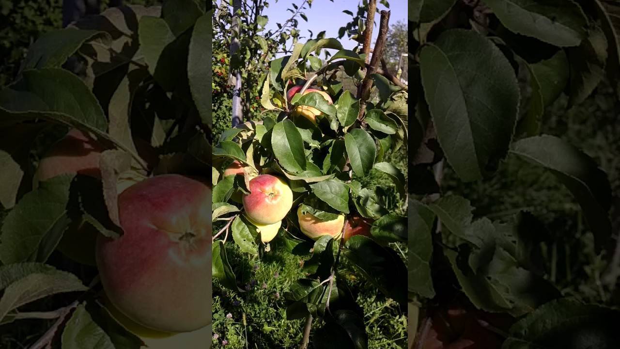 Сортовая яблоня кандиль орловский: описание сорта, фото