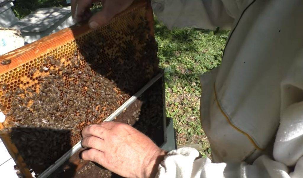 Как подсадить матку в улей – советы опытного пчеловода