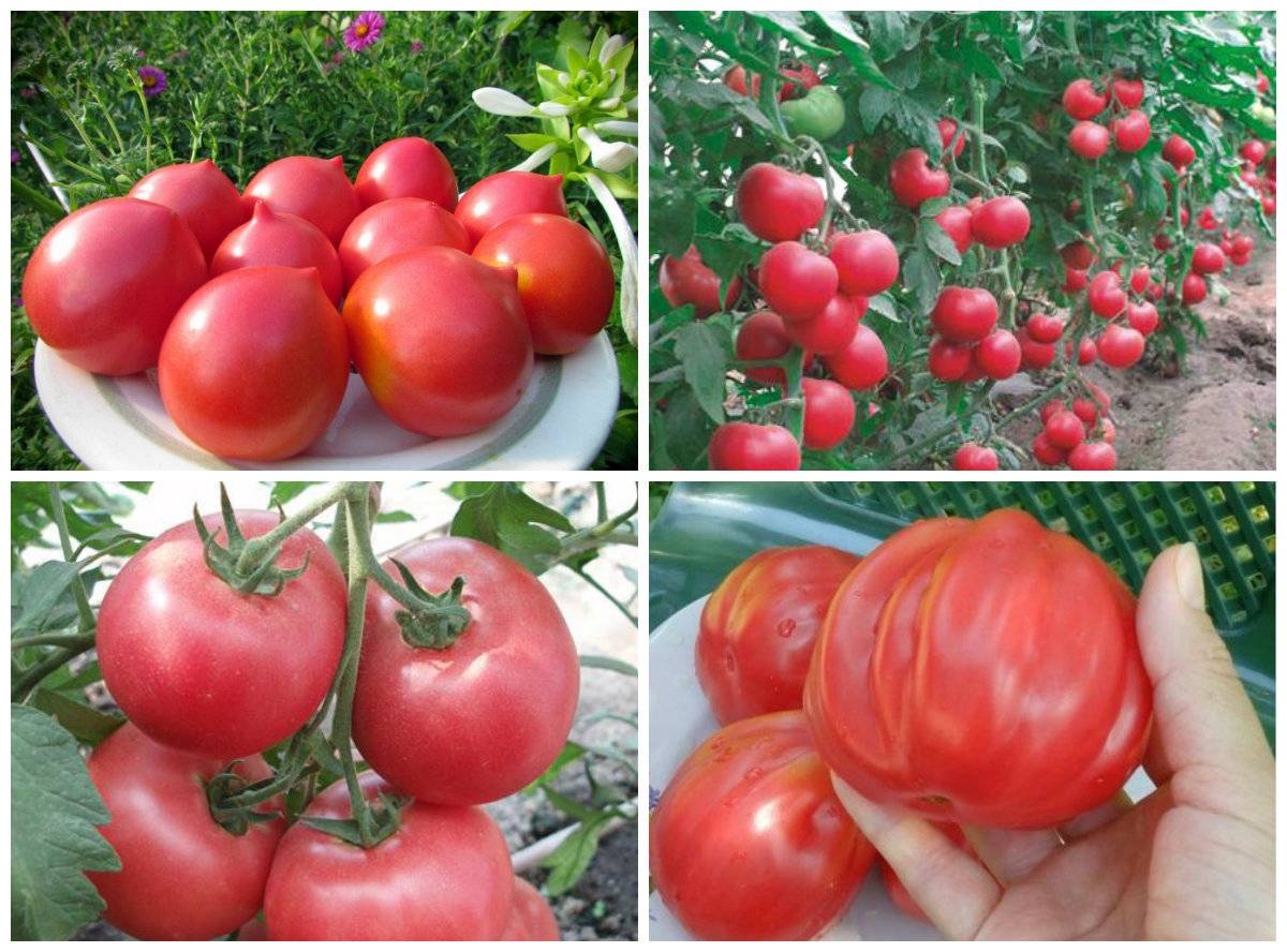 Киров лучшие сорта помидоров - сад и огород