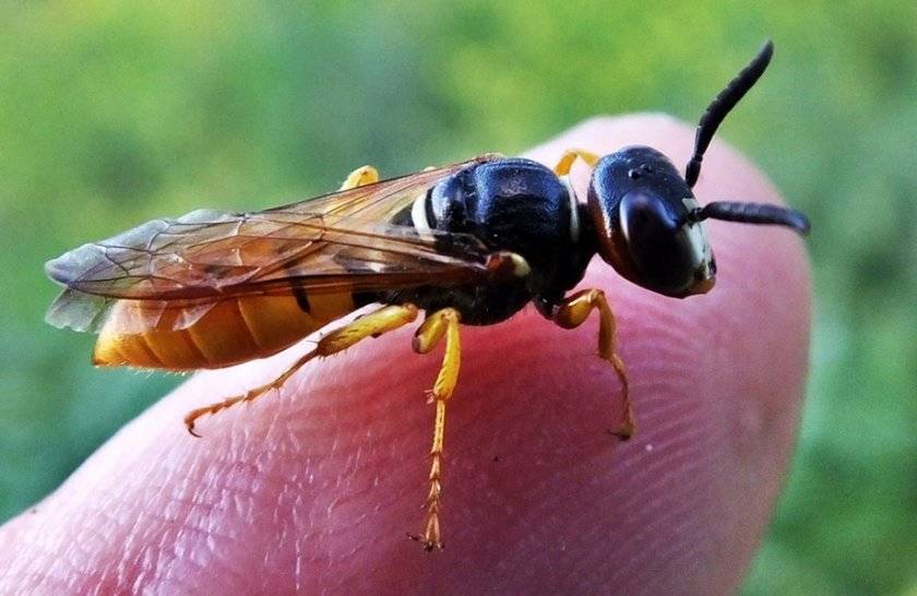 Медоносная пчела | мир животных и растений