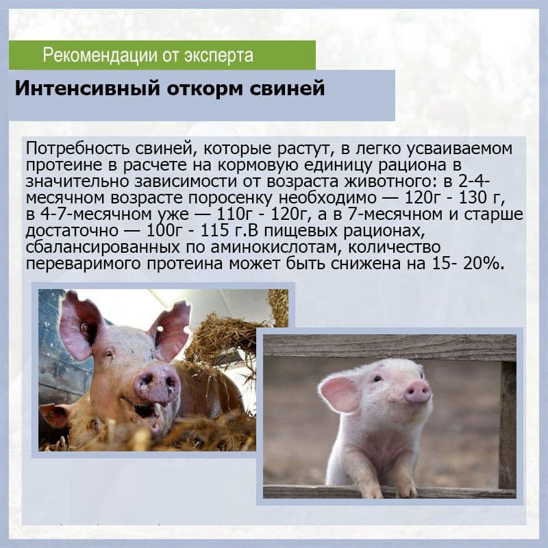 Выращивание свиней на приусадебном участке. содержание и уход за свиньями. самостоятельное выращивание свиноматки и молодняка. рацион питания