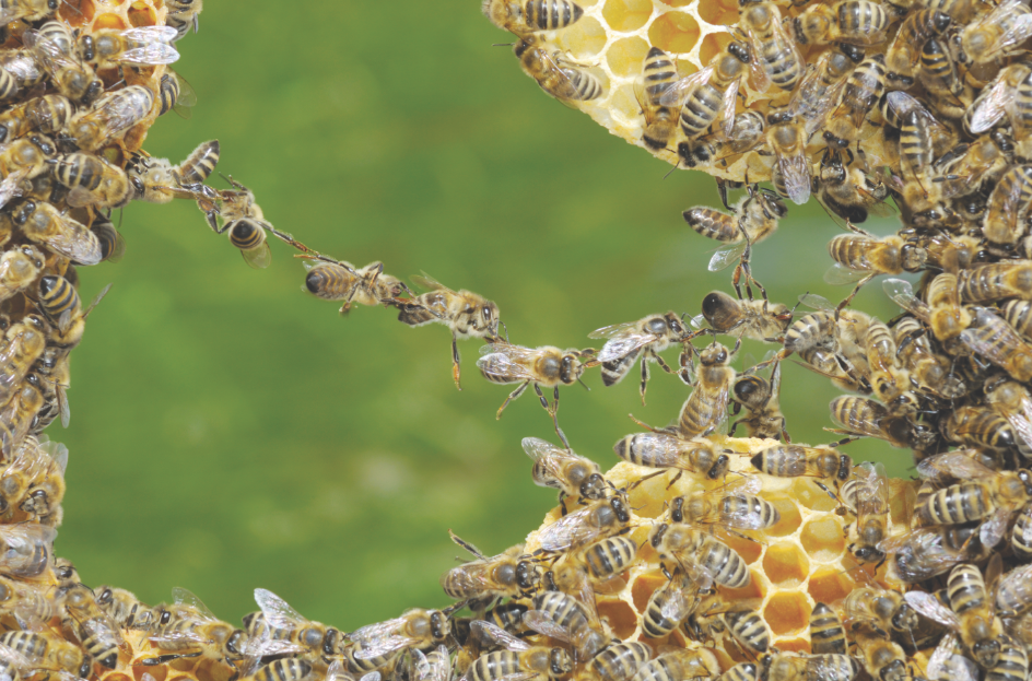 Как пчелы делают соты и обустраивают улей: видео, как выглядят соты, из чего строят