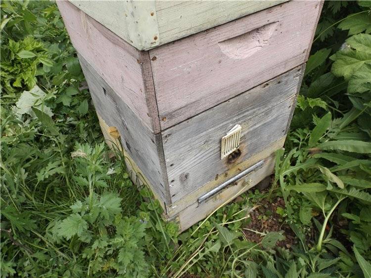 Улей для пчел: устройство, особенности, конструкции и как выбрать