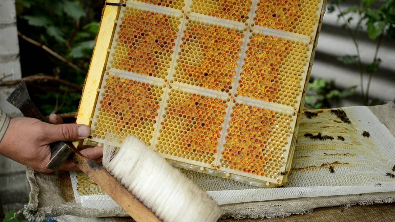 Полезные свойства и противопоказания перги пчелиной, лечебные свойства