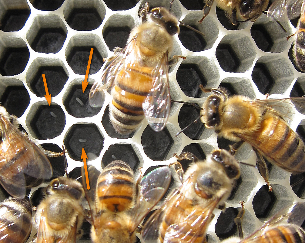 Развитие рабочей пчелы от яйца до взрослой особи