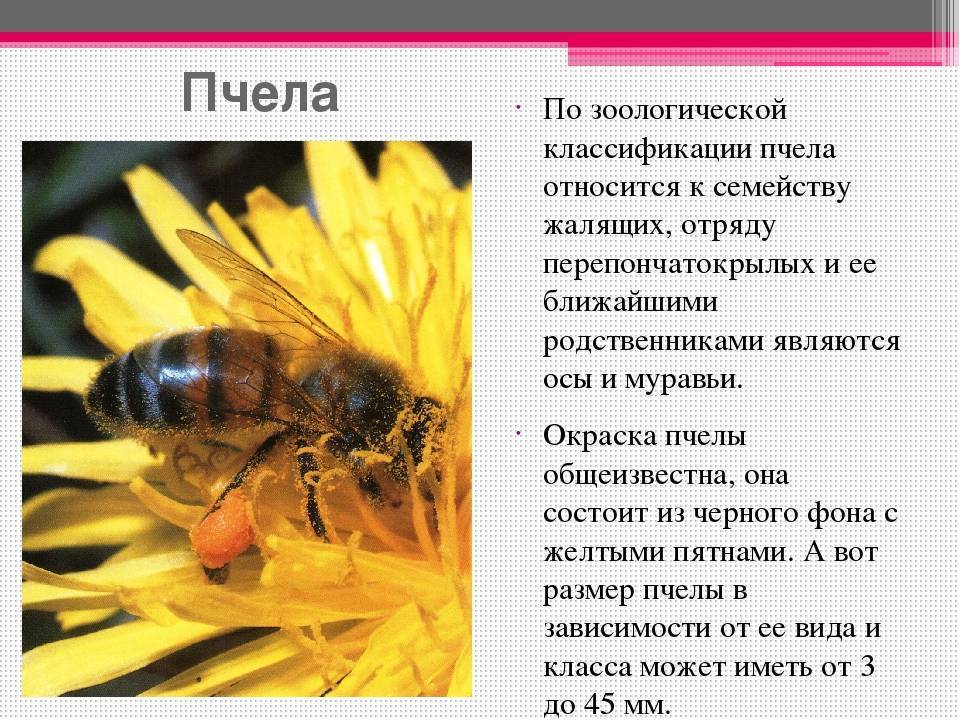 Виды пчел: описание и характеристика 35 пород, какие семейства бывают, названия