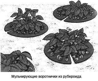 Схема посадки виктории весной