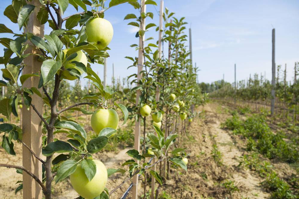 Описание сорта яблони джин: фото яблок, важные характеристики, урожайность с дерева