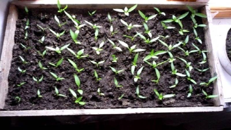 Перец на подоконнике — как вырастить урожай в домашних условиях