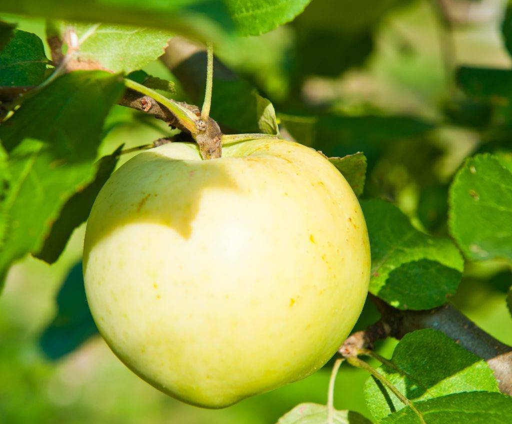 Сорт колоновидной яблони медок: описание и характеристика, посадка, уход за деревом, фото