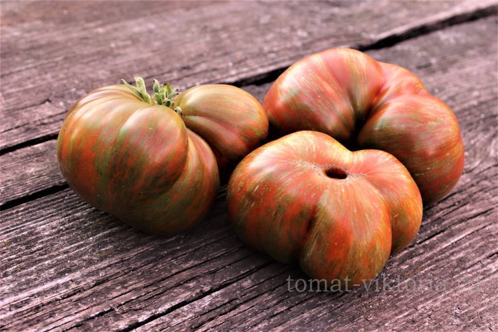 Томат большой полосатый кабан: характеристика и описание сорта, отзывы об урожайности помидоров и фото куста
