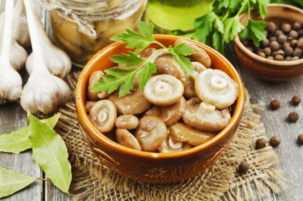 Польза и вред грибов груздей для организма человека: их полезные свойства и противопоказания для употребления