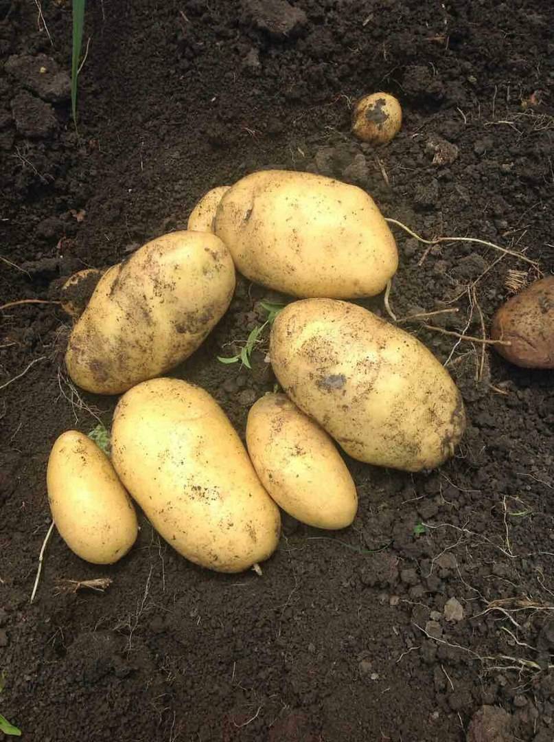 Описание и характеристики картофеля сорта Джувел, посадка и уход