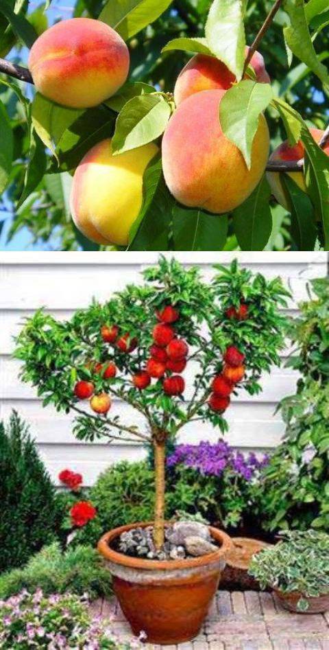 Как вырастить персик из косточки дома: три действенных способа. выбор сорта и уход за персиком, для получения прекрасного урожая