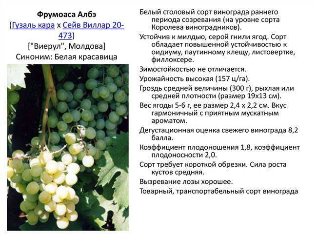 Описание и правила выращивания винограда сорта Солярис