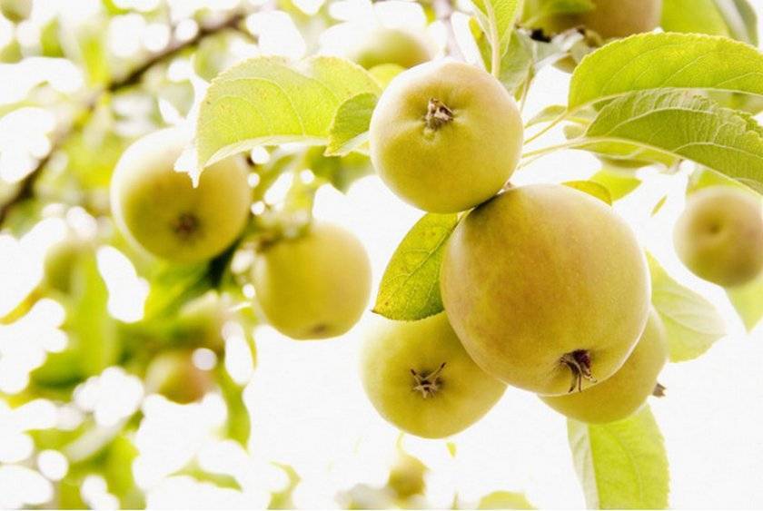 Мартовская яблоня: описание, урожайность, отзывы