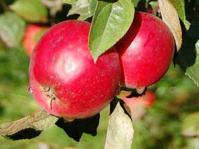 Яблони: зимние сорта для средней полосы. выращивание яблонь в средней полосе россии: лучшие сорта и особенности агротехники