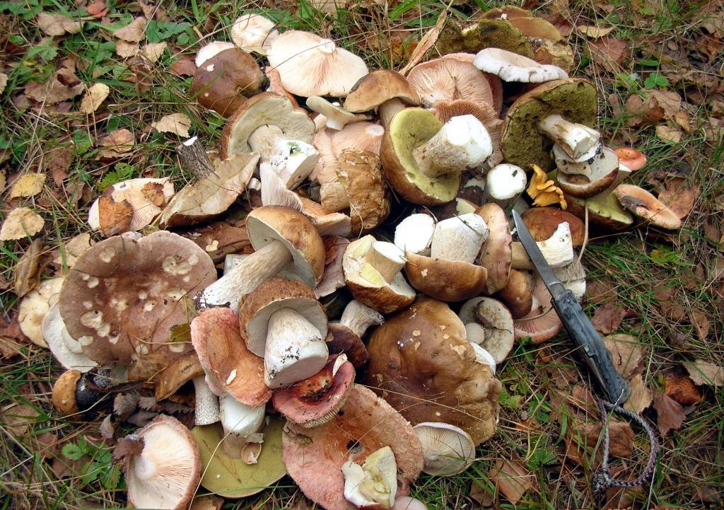 Съедобные и несъедобные грибы, грибы-двойники. самые распространенные 16 видов с названиями и подробным описанием (фото & видео) +отзывы