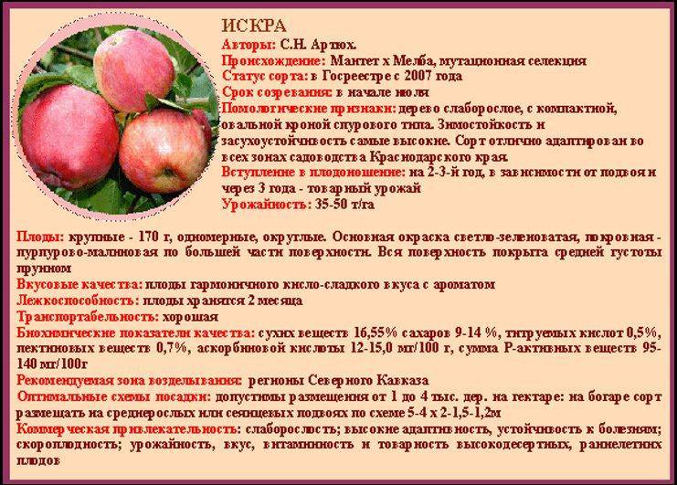 Яблоня аркадик: описание и характеристики сорта, особенности посадки и ухода, фото | сортовед