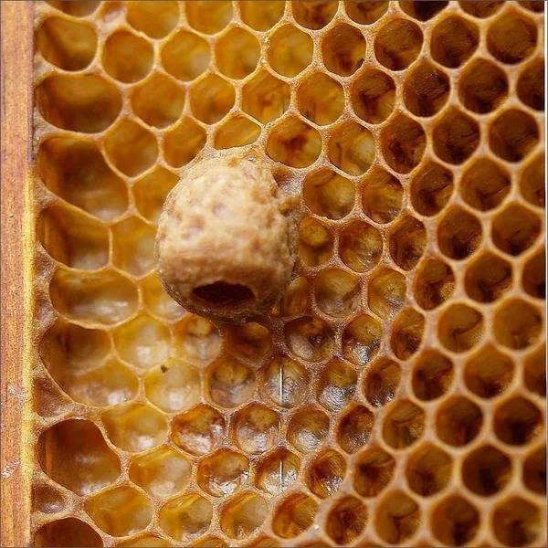 Свищевые или роевые маточники пчел, как сделать отводок на маточник