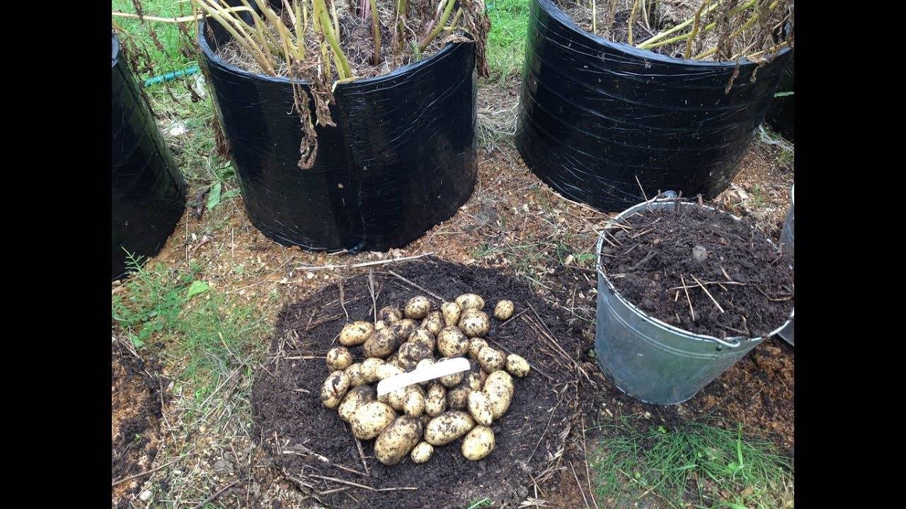Пошаговое описание технологии выращивания картофеля в мешках