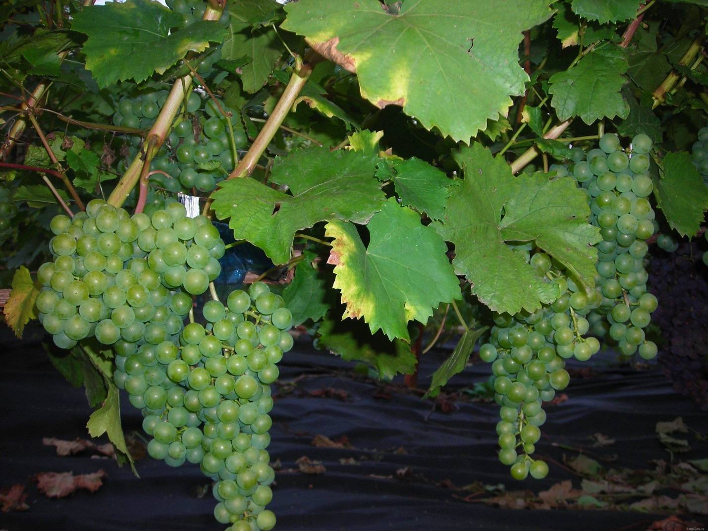 Виноград цитронный магарача: описание сорта и характеристики, выращивание