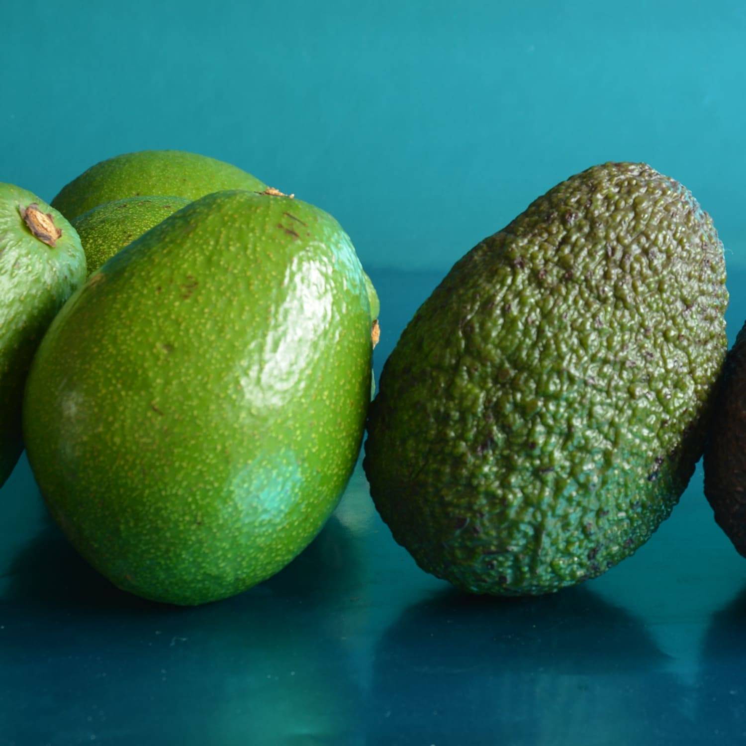 Описание авокадо сорта Хаас, чем отличается от обычного