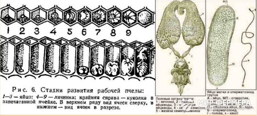 Схема развития матки пчелы