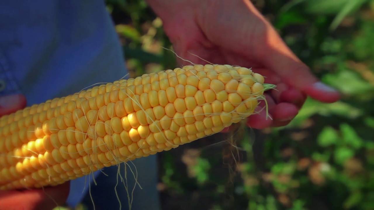 10 лучших сортов сахарной кукурузы для выращивания - общая информация - 2021