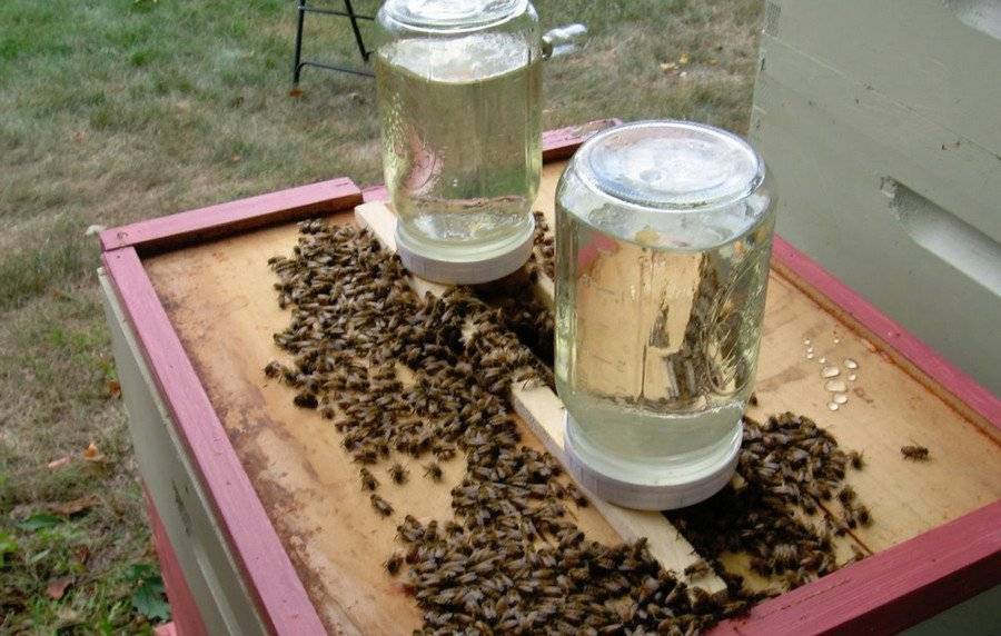 Подкормка пчел весной – матковод амг – карніка, бакфаст, італійка