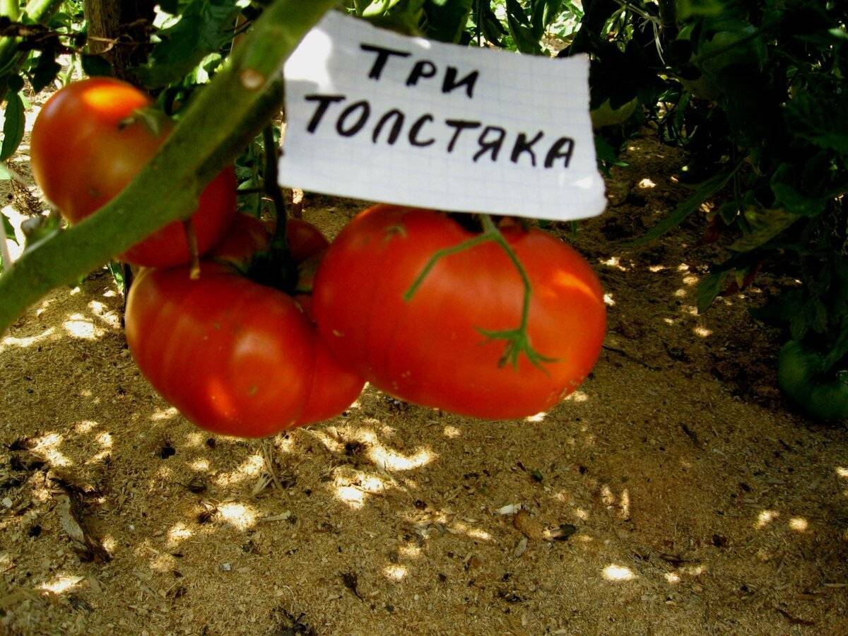 Помидоры толстяк фото и описание