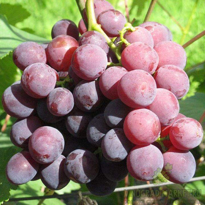 Виноград рошфор: описание сорта, фото и отзывы