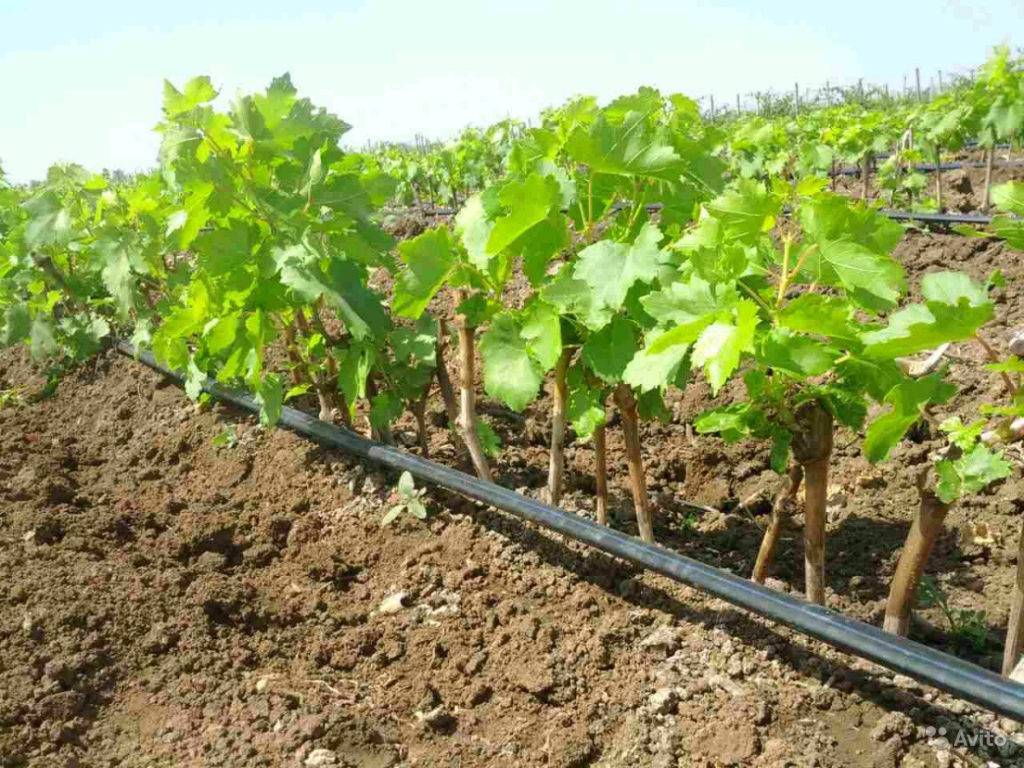 Виноград «супер экстра»: описание, выращивание, уход