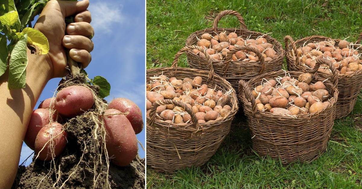 Технология выращивания картофеля: подготовка клубней к посадке весной, агротехника ухода и хранение урожая